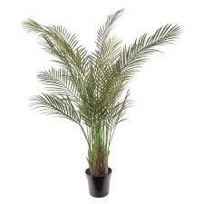 Areca Palm Indoor And Outdoor Plants
