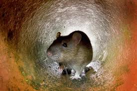 Rats And Drains Separating Fact From