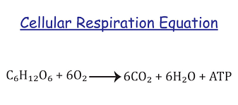 Cellular Respiration Images Browse 4