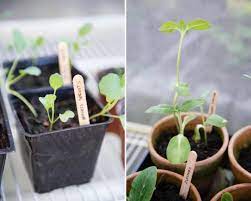 Vegetable Garden From Seeds From Seeds