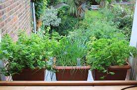 Small Space Vegetable Gardening Grow