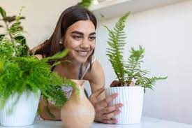 Vastu Plants For Home 4 Best Indoor