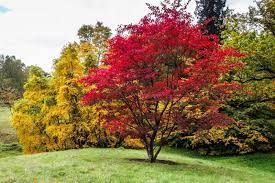 Buy Japanese Maple Acer Palmatum Plant