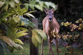 7 Natural And Humane Ways To Keep Deer