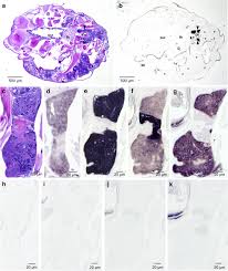 Small Charged Proteins In Salmon Louse