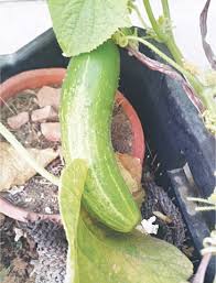 Gardening Cool As A Cucumber