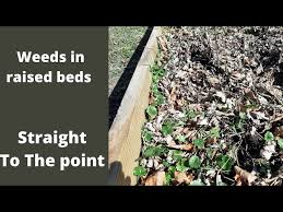 You May Have Weeds In Your Raised Beds