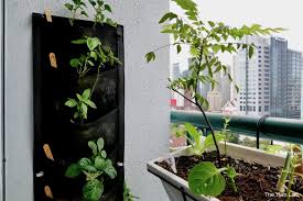 Edible Balcony Gardening Malaysia 10