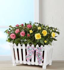 Charming Rose Garden 1800flowers Com