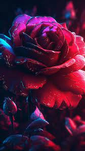 Premium Photo Red Roses Wallpapers
