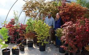 A Haven For Japanese Maples Illinois