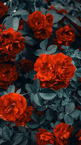 Hd Flower Best Red Wallpapers Peakpx