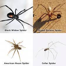 Spiders My Aipm