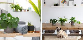 Plants That Are Safe For Pets And Low