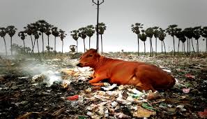 Of Pollution On Livestock