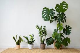 Indoor Plants Images Free On