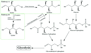 Xylose Metabolism In A Xylitol Non