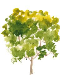 Hand Drawn Tree Watercolor Ilration