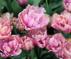When To Plant Tulip Bulbs For Colourful