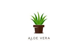 Aloe Vera With Pot Garden Logo Icon