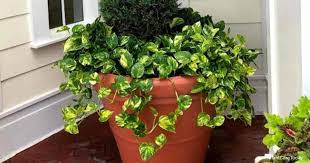 Is Golden Pothos Toxic To Cats