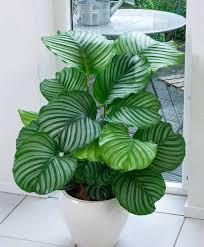 Indoor Plants Care During Winter