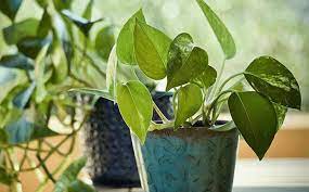 10 Indoor Plants That Will Bring