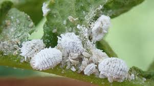Mealybugs In Plants Ways To Get Rid Of