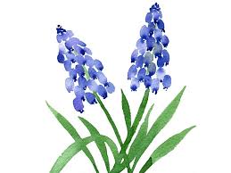 How To Paint Watercolour Muscari Or