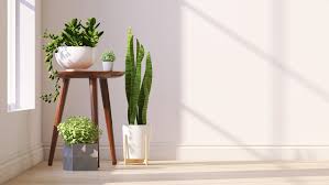 House Plants Images Browse 2 649 470