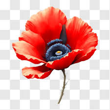 Vibrant Red Poppy Flower With