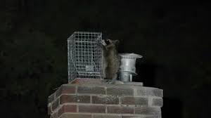 Two Raccoons Get Stuck In Chimney Trap