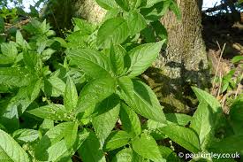 Ten Common European Poisonous Plants