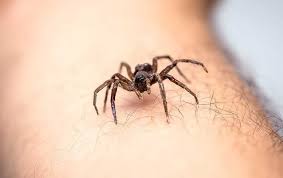 Are House Spiders Dangerous Action