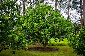 Persian Lime Trees For