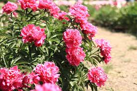 Indiana State Flower Peony Facts