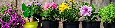 Container Garden Ideas