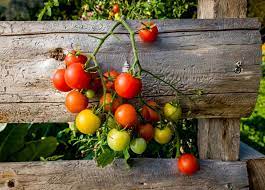 Grow Your Own Tomatoes What To Plant