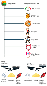 The Human Energy Balance Uncovering