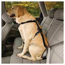 Car Harness Amp Seatbelt Tether
