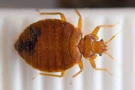 Bedbug Infestations Rise