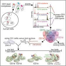 Cd1 Lipidomes Reveal Lipid Binding