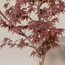 Acer Palmatum Red Flash The Palm