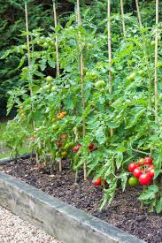 How To Prevent Tomato Blight 3 Simple