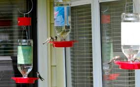 Out My Backdoor Counting Hummingbirds