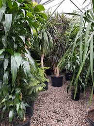 The Easiest Indoor Plants That Thrive