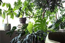 18 Large Low Light Houseplants To Bring