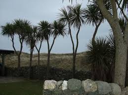 Palm Trees In Ireland Smithsonian