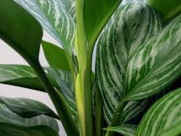 Identify Green House Plants