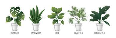 Sansevieria Vector Images Over 1 000
